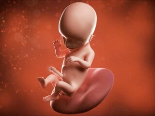 Si pudieras mirar dentro de ti y observar a tu bebé en crecimiento, pronto podrías verlo chuparse el pulgar. Si pudieras mirar dentro de ti y observar a tu bebé en crecimiento, pronto podrías verlo chuparse el pulgar.