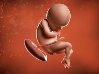 Desde ahora hasta que haga su gran entrada, tu bebé seguirá creciendo. Desde ahora hasta que haga su gran entrada, tu bebé seguirá creciendo.