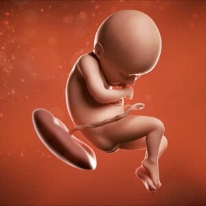 Desde ahora hasta que haga su gran entrada, tu bebé seguirá creciendo. Desde ahora hasta que haga su gran entrada, tu bebé seguirá creciendo.