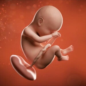 ¡Dos semanas más! Sí, es verdad, tú y tu pequeño pronto se conocerán. ¡Dos semanas más! Sí, es verdad, tú y tu pequeño pronto se conocerán.
