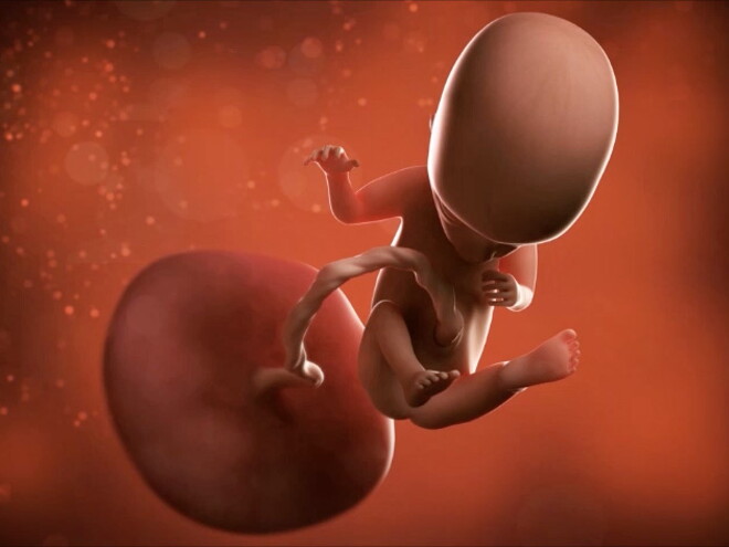¡Tu bebé tiene más o menos el tamaño de una toronja! ¿Ya lo sentiste moverse o patear? ¡Tu bebé tiene más o menos el tamaño de una toronja! ¿Ya lo sentiste moverse o patear?