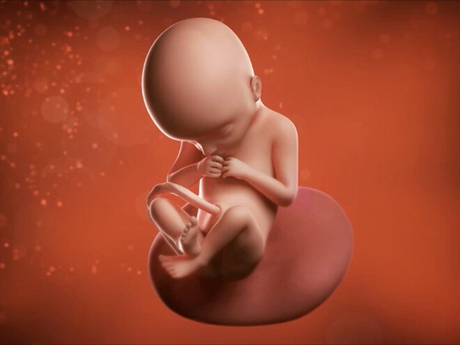 Si pudieras mirar dentro de ti, verías a tu bebé chupándose el pulgar. Si pudieras mirar dentro de ti, verías a tu bebé chupándose el pulgar.