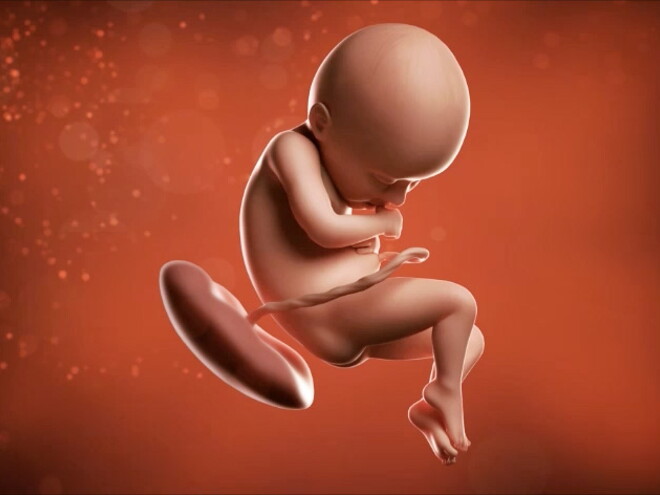 Desde ahora hasta que haga su gran entrada, tu bebé seguirá creciendo. Desde ahora hasta que haga su gran entrada, tu bebé seguirá creciendo.