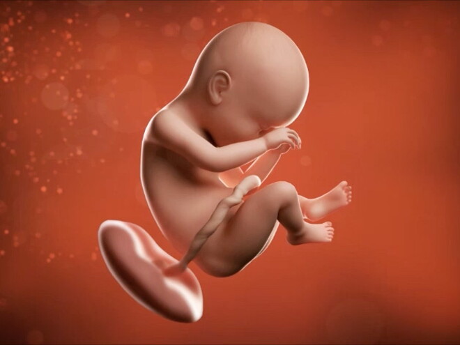 ¡Dos semanas más! Sí, es verdad, tú y tu pequeño pronto se conocerán. ¡Dos semanas más! Sí, es verdad, tú y tu pequeño pronto se conocerán.