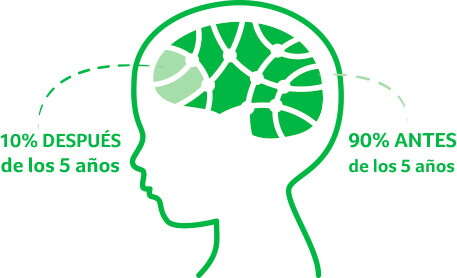 Desarrollo del cerebro del niño Desarrollo del cerebro del niño
