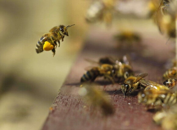 abejas abejas